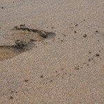 Footprints