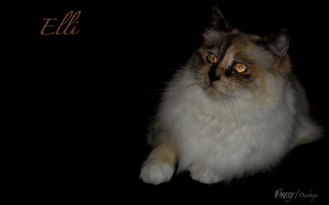 Elli Widescreen Wallpaper Elli Widescreen Wallpaper