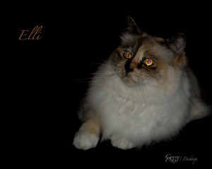 Elli 4:3 Wallpaper Elli 4:3 Wallpaper