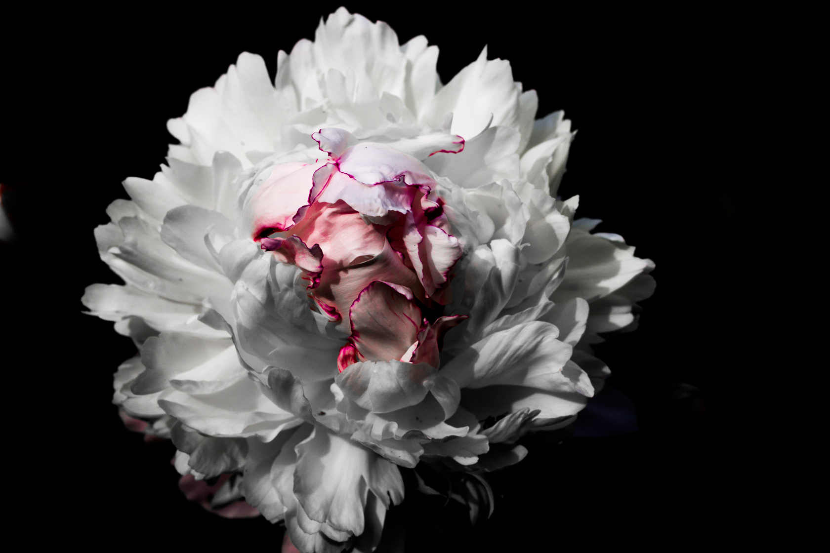 Wallpaper Peony / Bildschirmhintergrund Pfingstrose