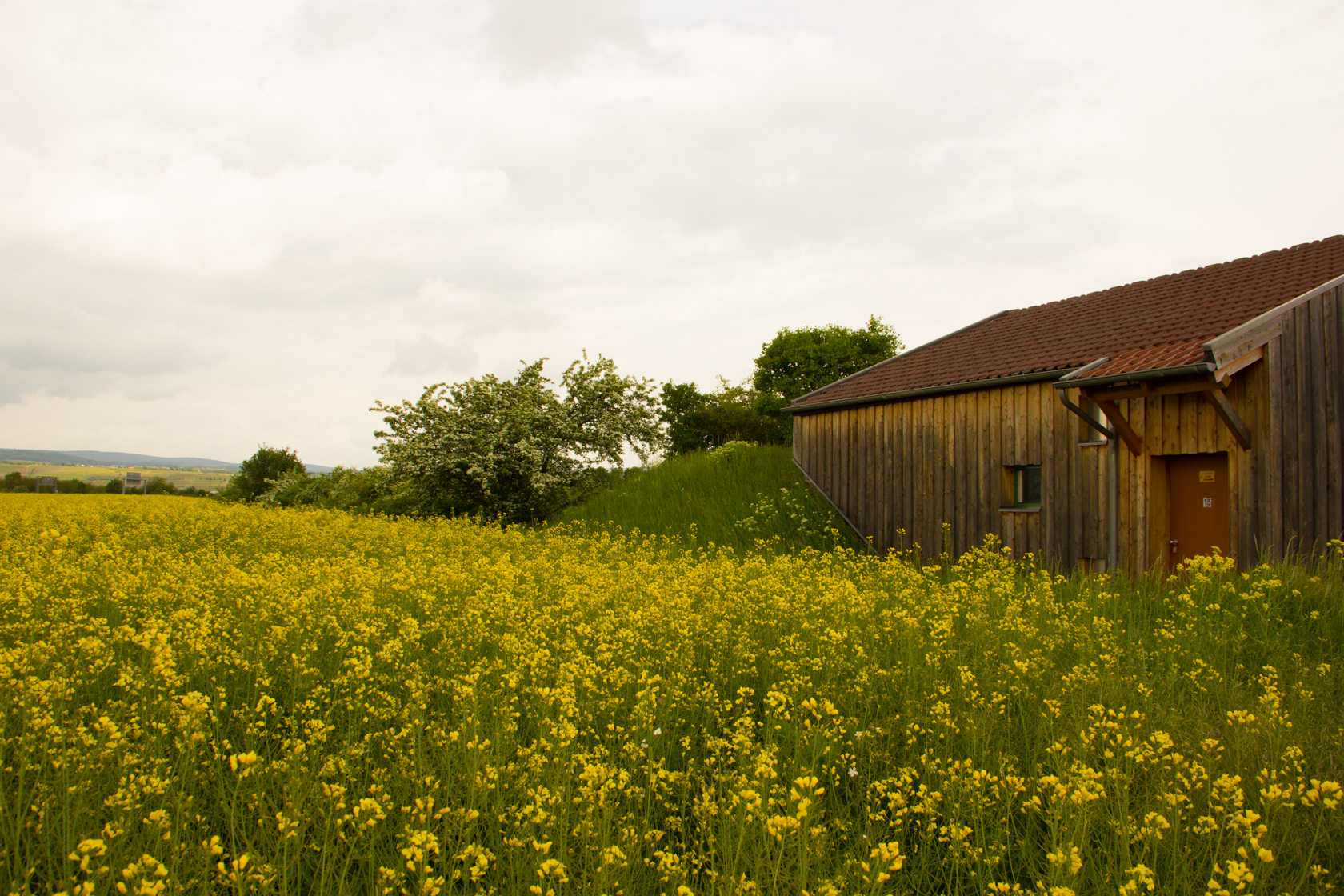 Rapeseed / Raps